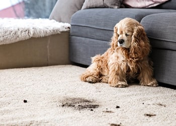 Pet Stain Removal